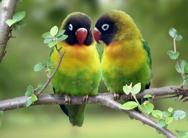lovebirds.jpg.gif