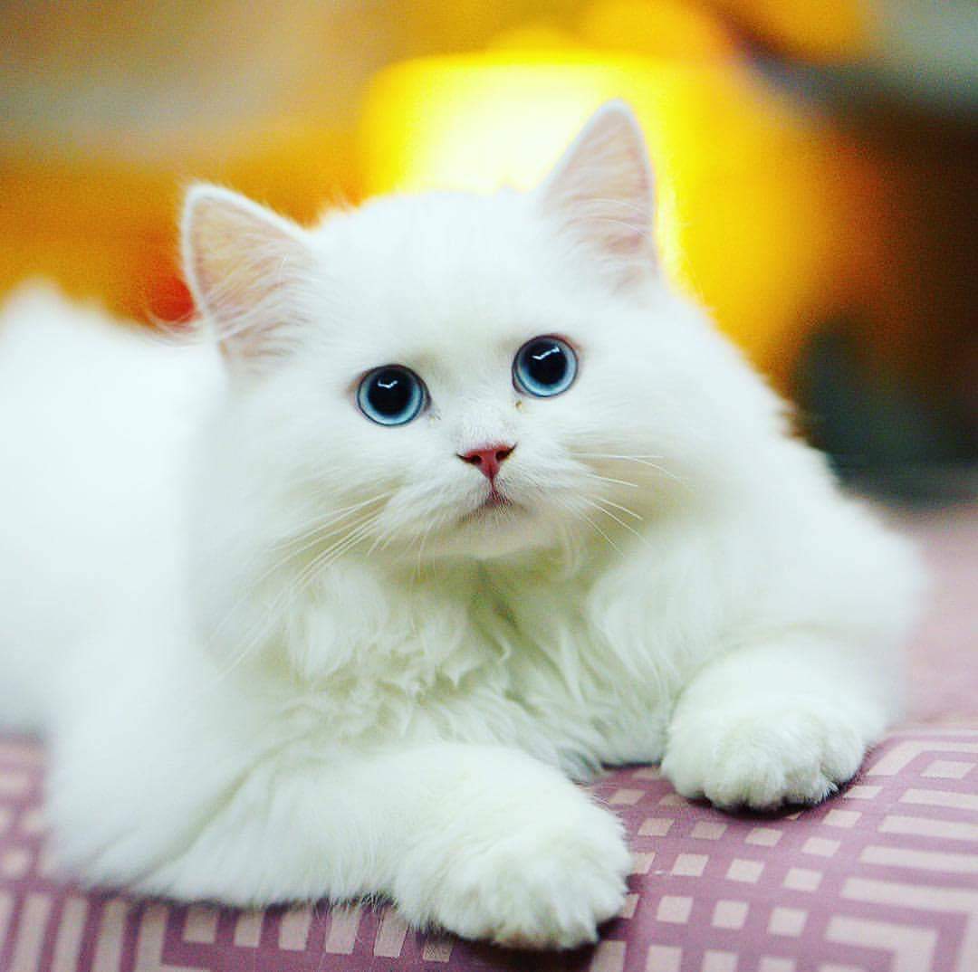 Nice Cat Flyme Official Forum