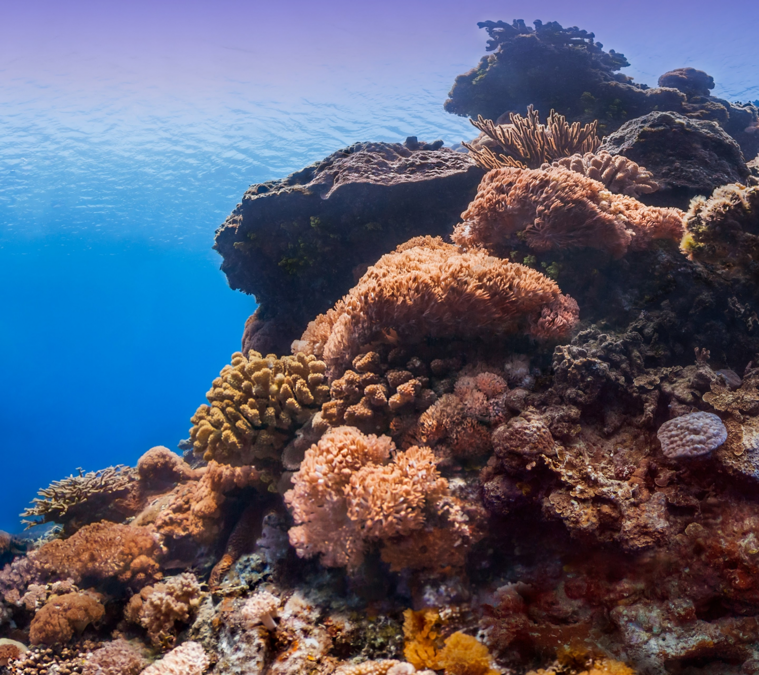 Coral Reefs (10).png