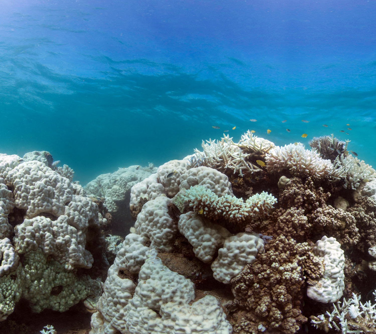 Coral Reefs (11).png
