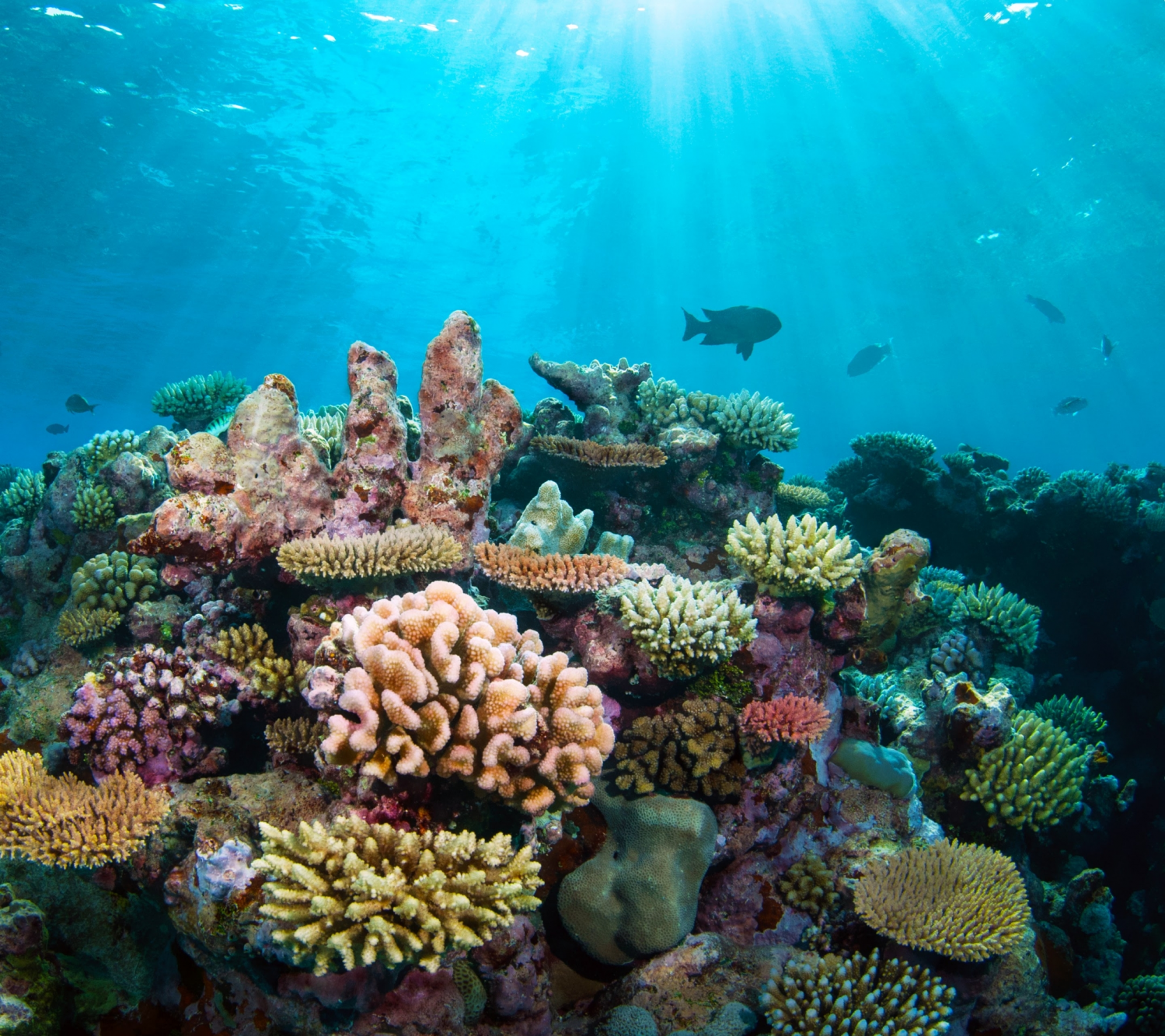 Coral Reefs (12).png