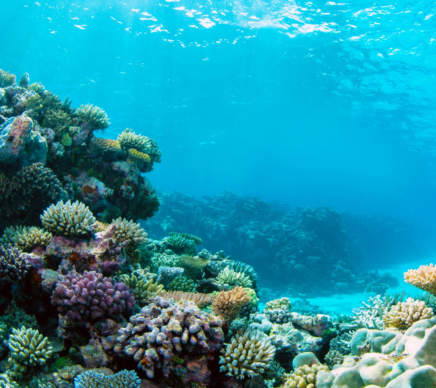 Coral Reefs (13).png
