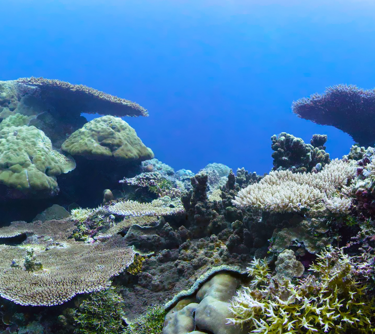 Coral Reefs (14).png