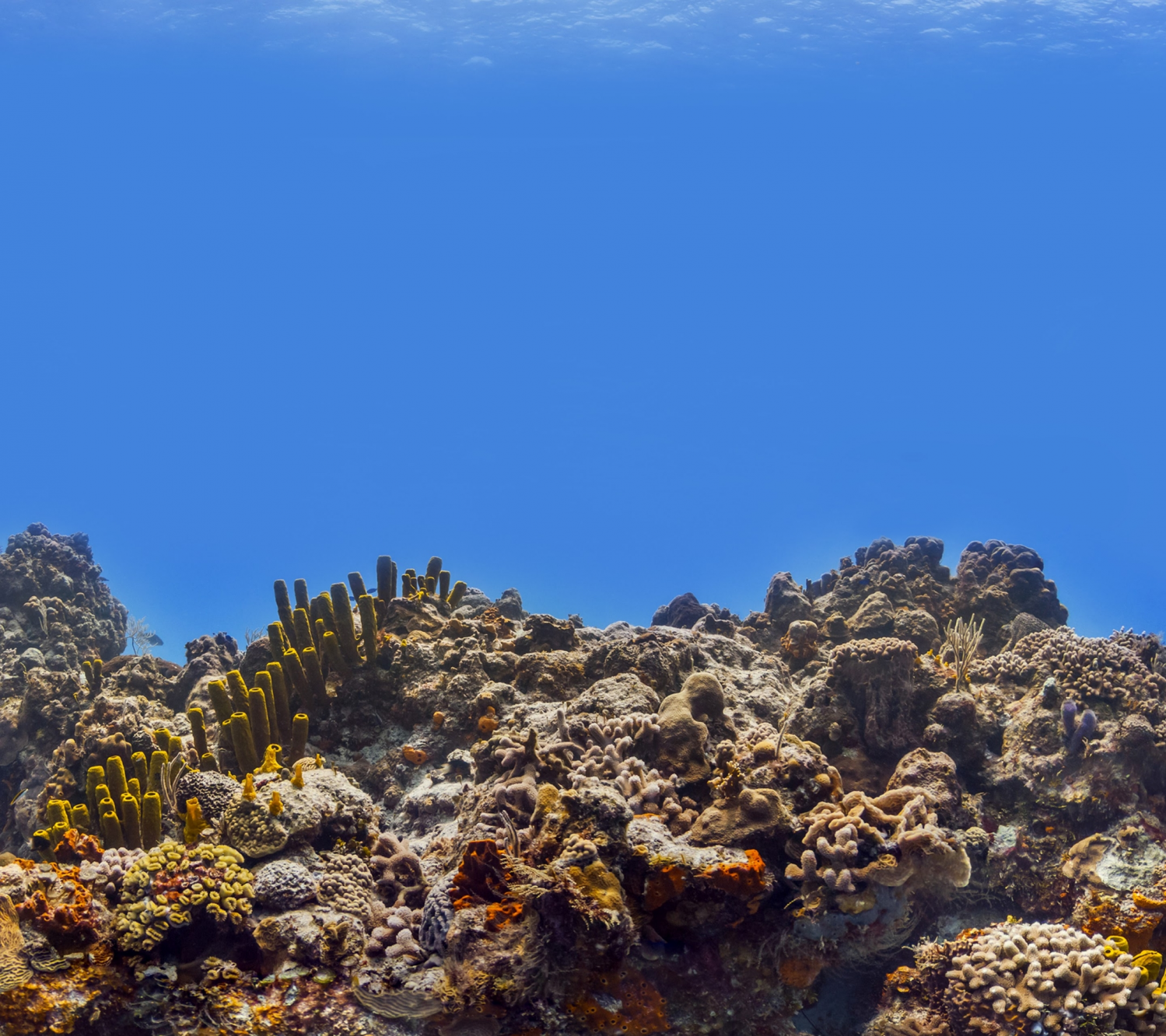 Coral Reefs (15).png