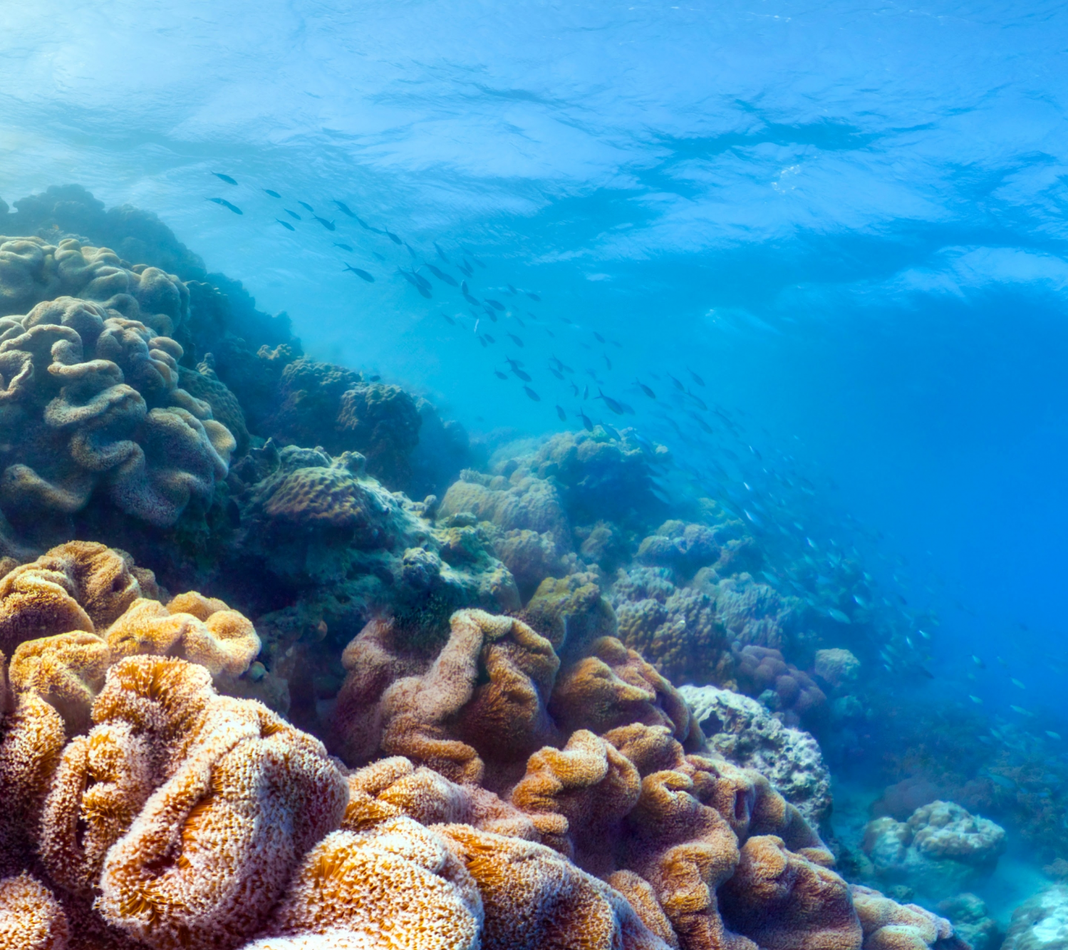 Coral Reefs (16).png