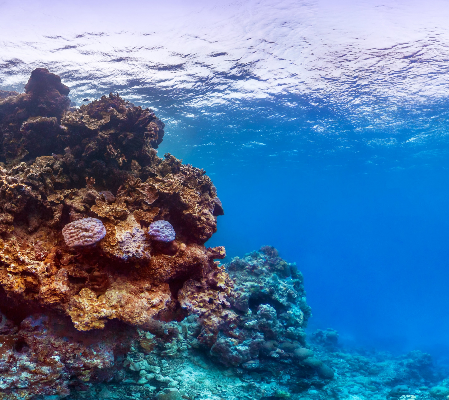 Coral Reefs (17).png