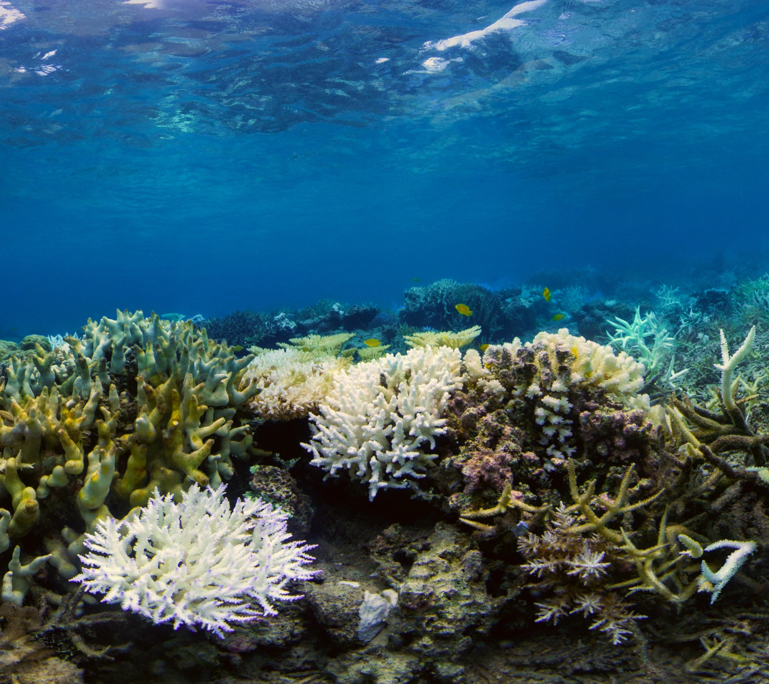 Coral Reefs (18).png