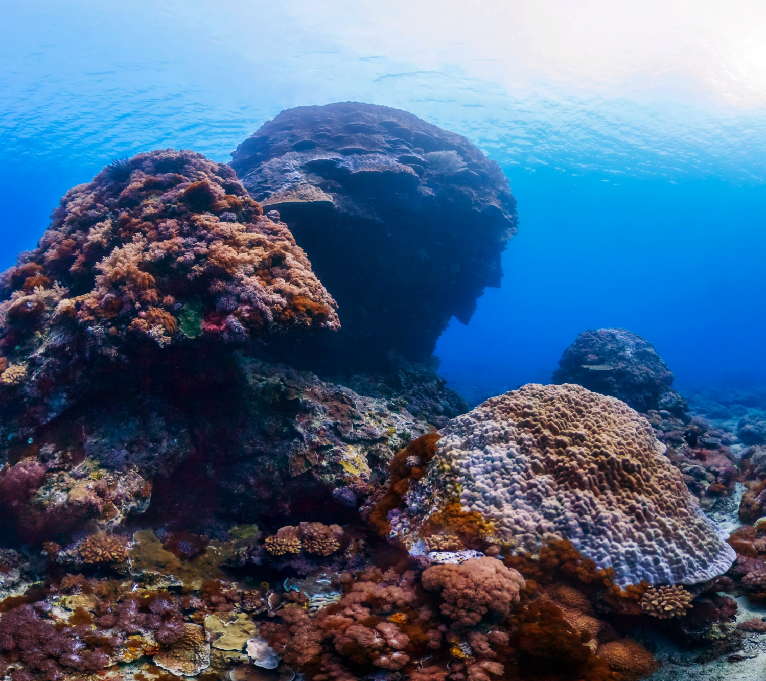 Coral Reefs (19).png