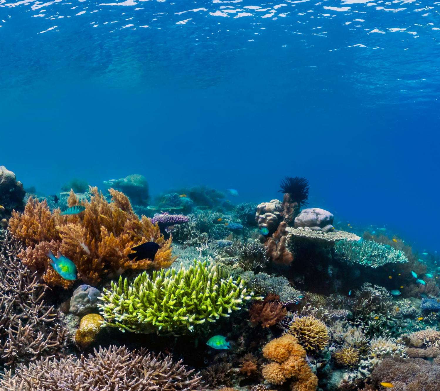 Coral Reefs (20).png